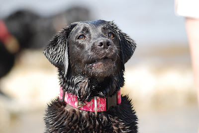 Foto bij Jaarlijkse Stranddag