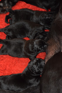 Foto bij Het avontuur van LouLou en haar Wishstone Y-nest