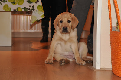 Foto bij C-nest van Janet en Sailor 1 jaar!