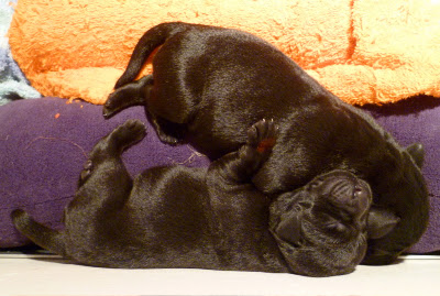 Foto bij Rosie' F-nest