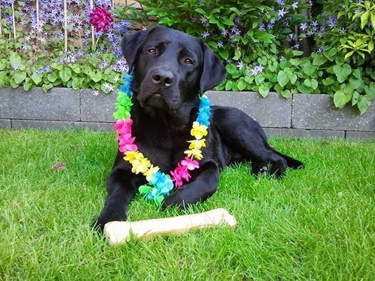 Foto bij Bibi's Dotjes 1 jaar!