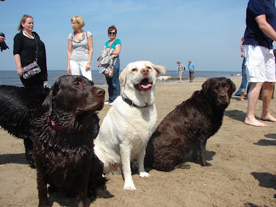 Foto bij Jaarlijkse Stranddag