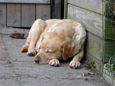 Foto bij Goudhaartje's verjaardag