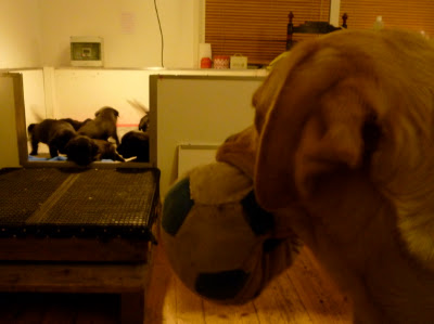 Foto bij Rosie en de zeven dwergen