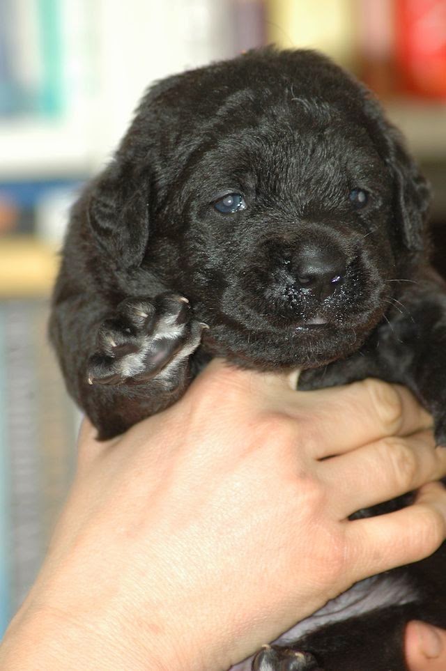 Foto bij LouLou's fijnproevers