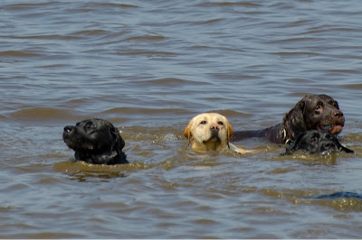 Foto bij Jaarlijkse Stranddag