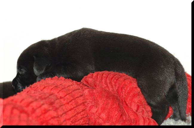 Foto bij De eerste weken van Bieb's L-nest