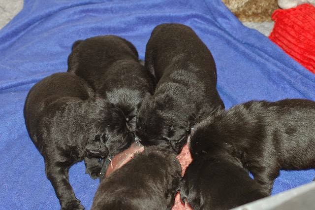 Foto bij LouLou's fijnproevers