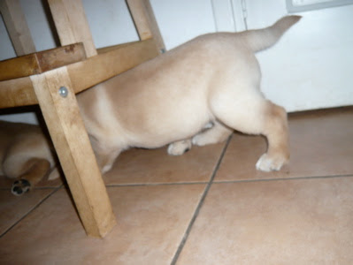 Foto bij Puppy Rituals...