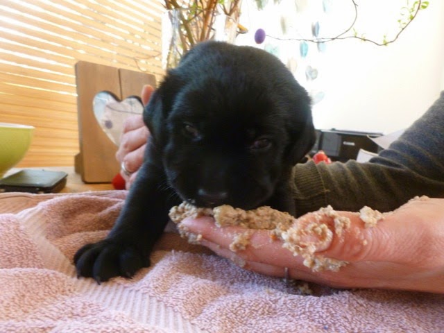 Foto bij Pupdate