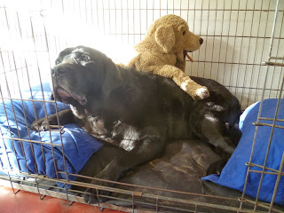 Foto bij Ollie 13 jaar!
