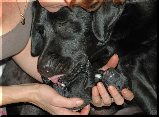 Foto bij Bibi's L-nest is geboren!