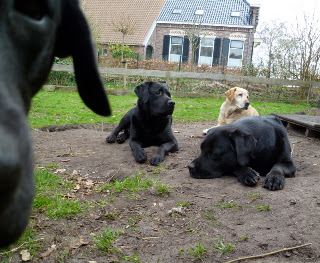Foto bij Tuinieren