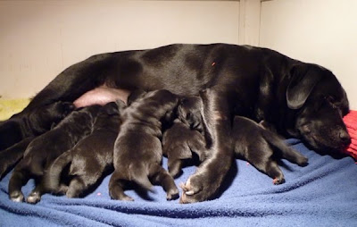 Foto bij Coup de Coeur: Rosie's C-nest