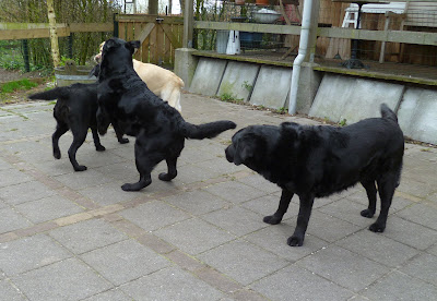 Foto bij Lentekriebels