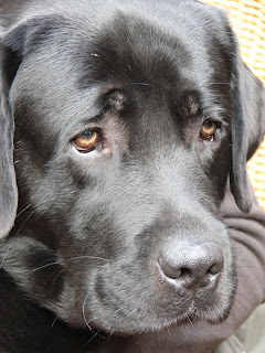 Foto bij Of blogs and dogsz