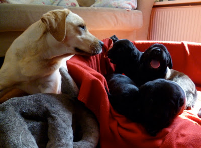 Foto bij Papkindjes