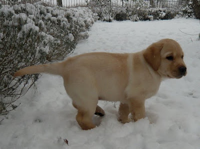 Foto bij Let is snow let it snow let it snowww!