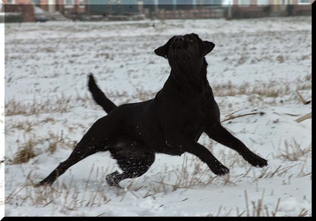 Foto bij Let it SNOW!