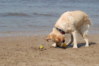 Foto bij Jaarlijkse Stranddag