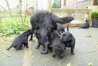 Foto bij De deur uit!