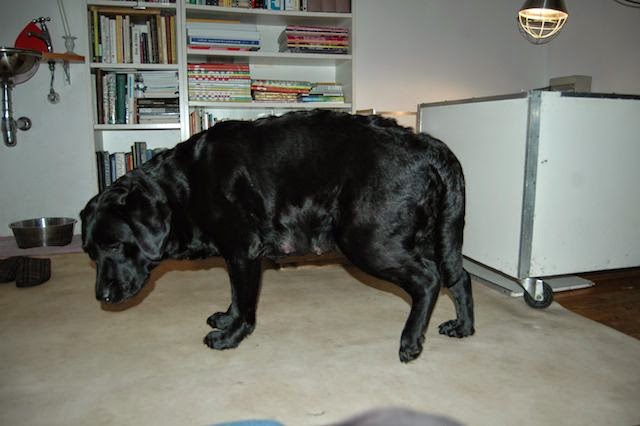 Foto bij MamaLou