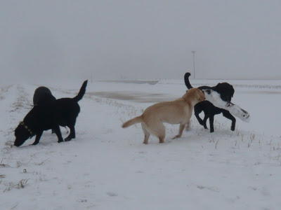 Foto bij De mist in