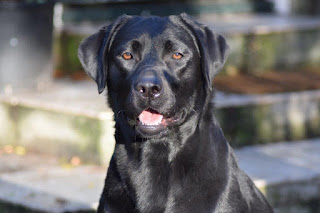 Foto bij Top model