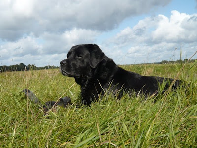 Foto bij Sunny sunday morning walk