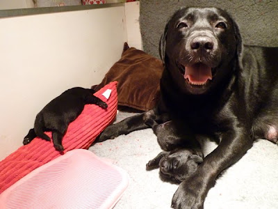 Foto bij Coup de Coeur: Rosie's C-nest