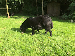 Foto bij Dubbel Dik