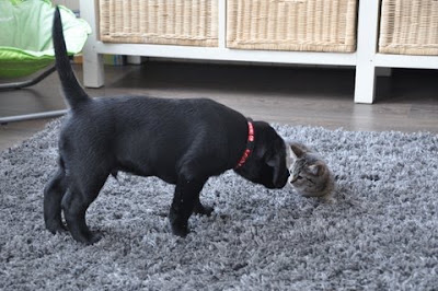 Foto bij Ingeburgerd en geïntegreerd