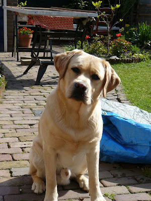 Foto bij Zeven jarigen!