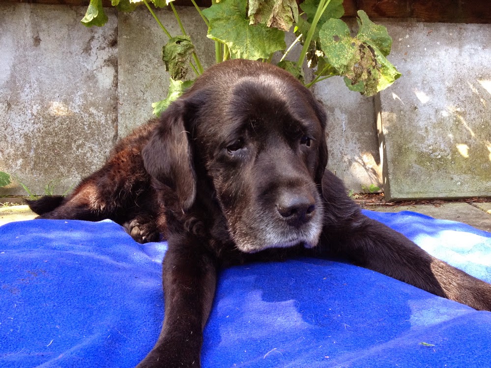 Foto bij Ollie 27 november 2000 - 30 mei 2014