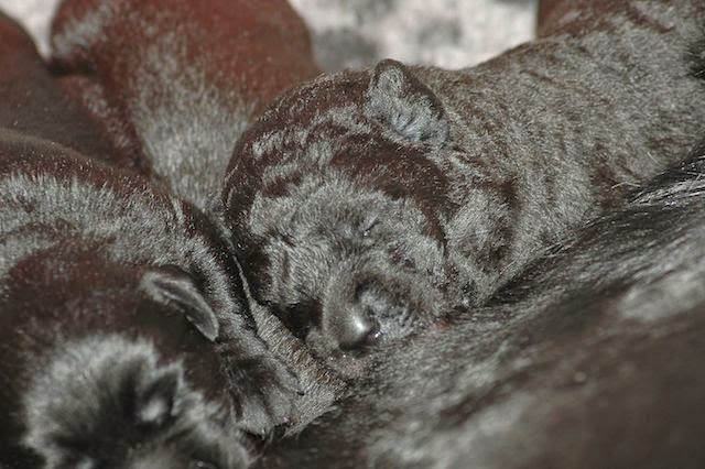 Foto bij Gezoogd en gebotteld