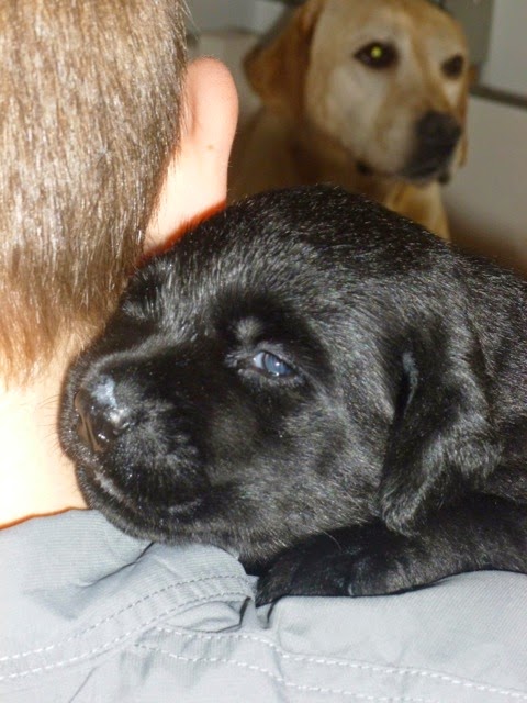 Foto bij Pupdate