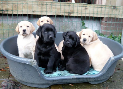 Foto bij A bouncy bunch!