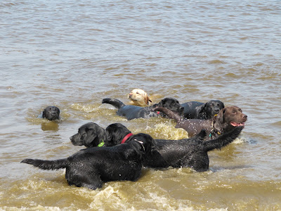 Foto bij Jaarlijkse Stranddag