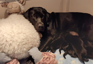 Foto bij Sophie pakt uit!