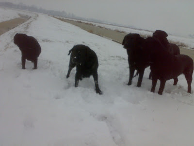 Foto bij Let is snow let it snow let it snowww!