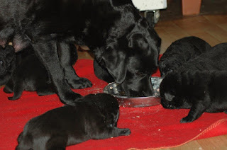 Foto bij Eerste Picknick 