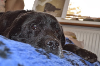 Foto bij Ollie 13 jaar!