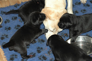 Foto bij Hap slik weg!...