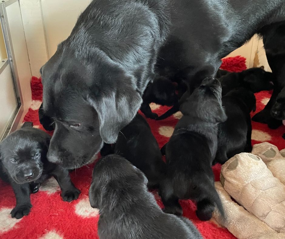 Foto bij De Nibbeltjes – “Papa dag”