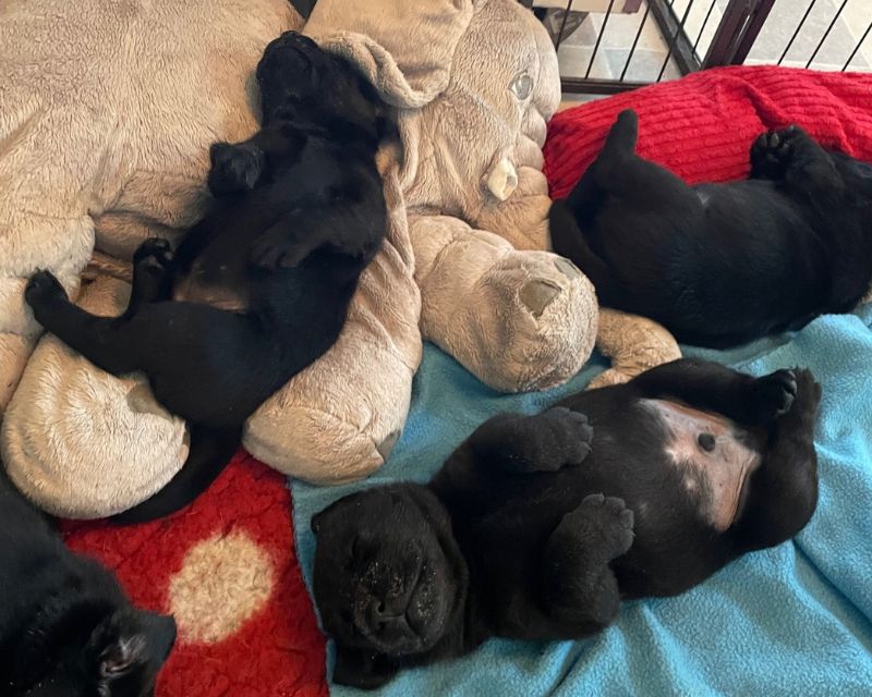 Foto bij De Nibbeltjes – Verhuizing