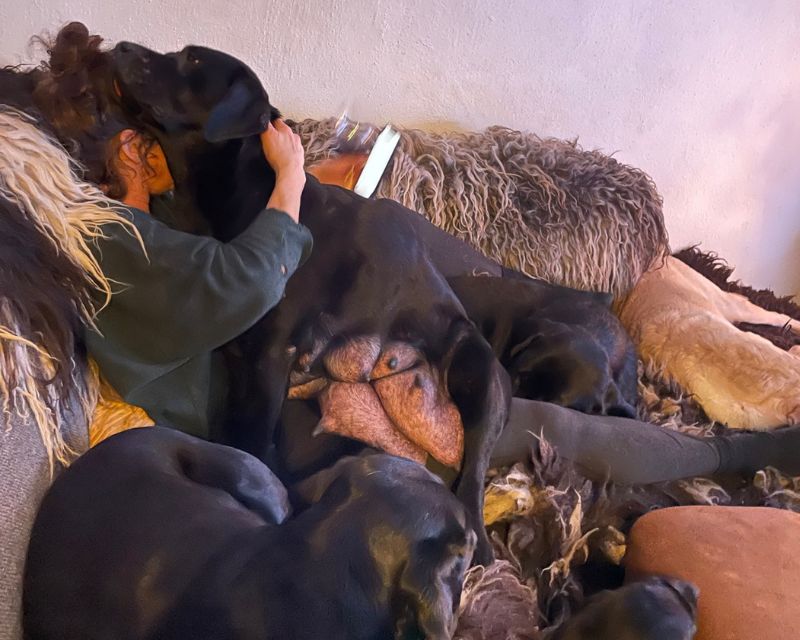 Foto bij De Nibbeltjes – Verhuizing