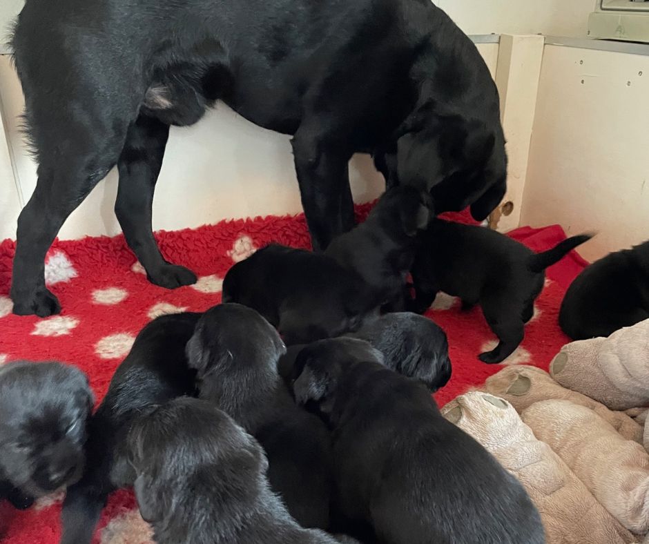 Foto bij De Nibbeltjes – “Papa dag”