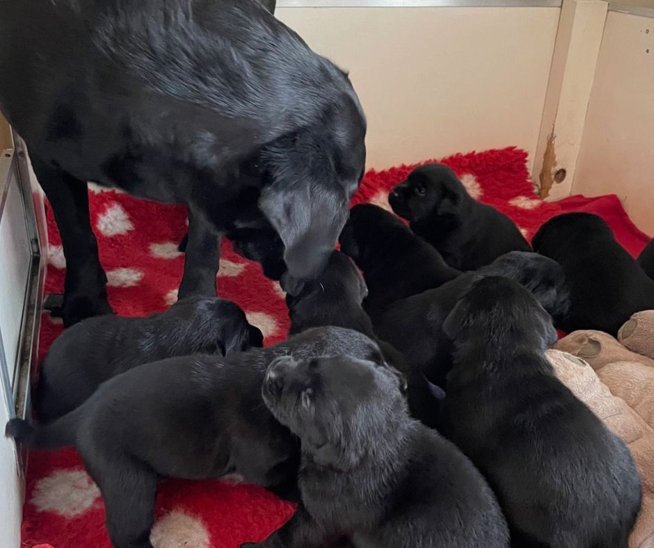 Foto bij De Nibbeltjes – “Papa dag”