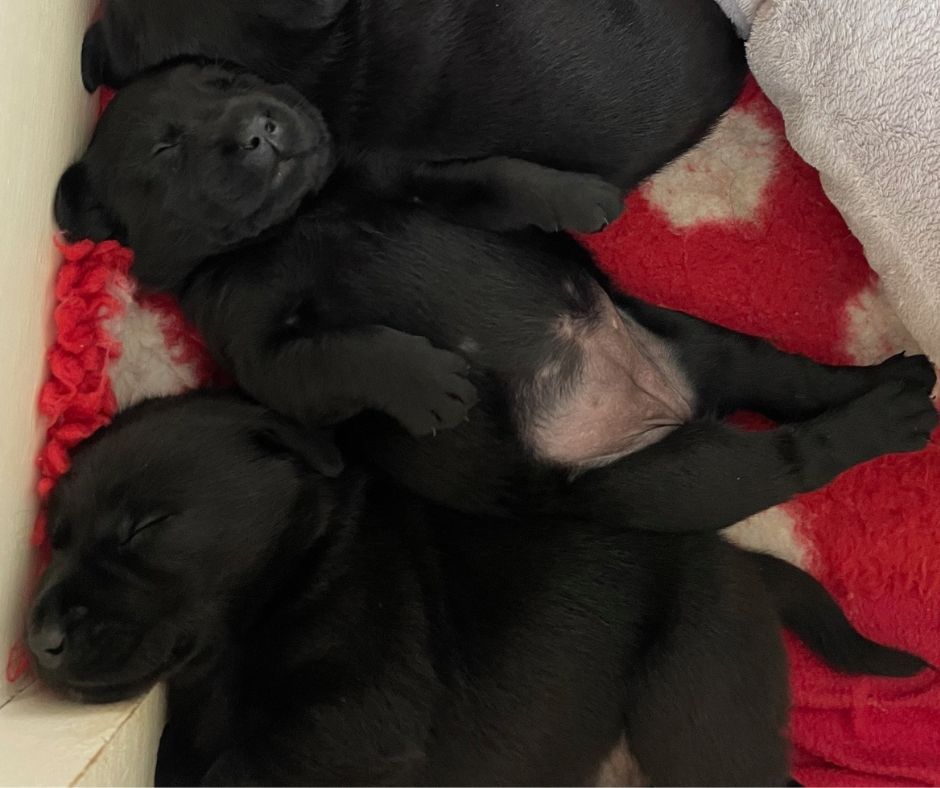 Foto bij De Nibbeltjes – “Papa dag”