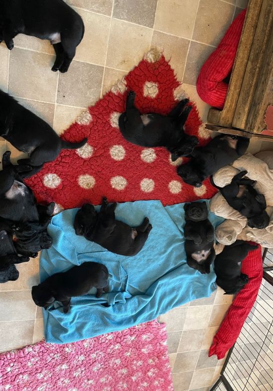 Foto bij De Nibbeltjes – Verhuizing